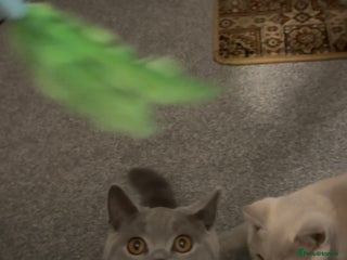 British Shorthair cats - Advert 28