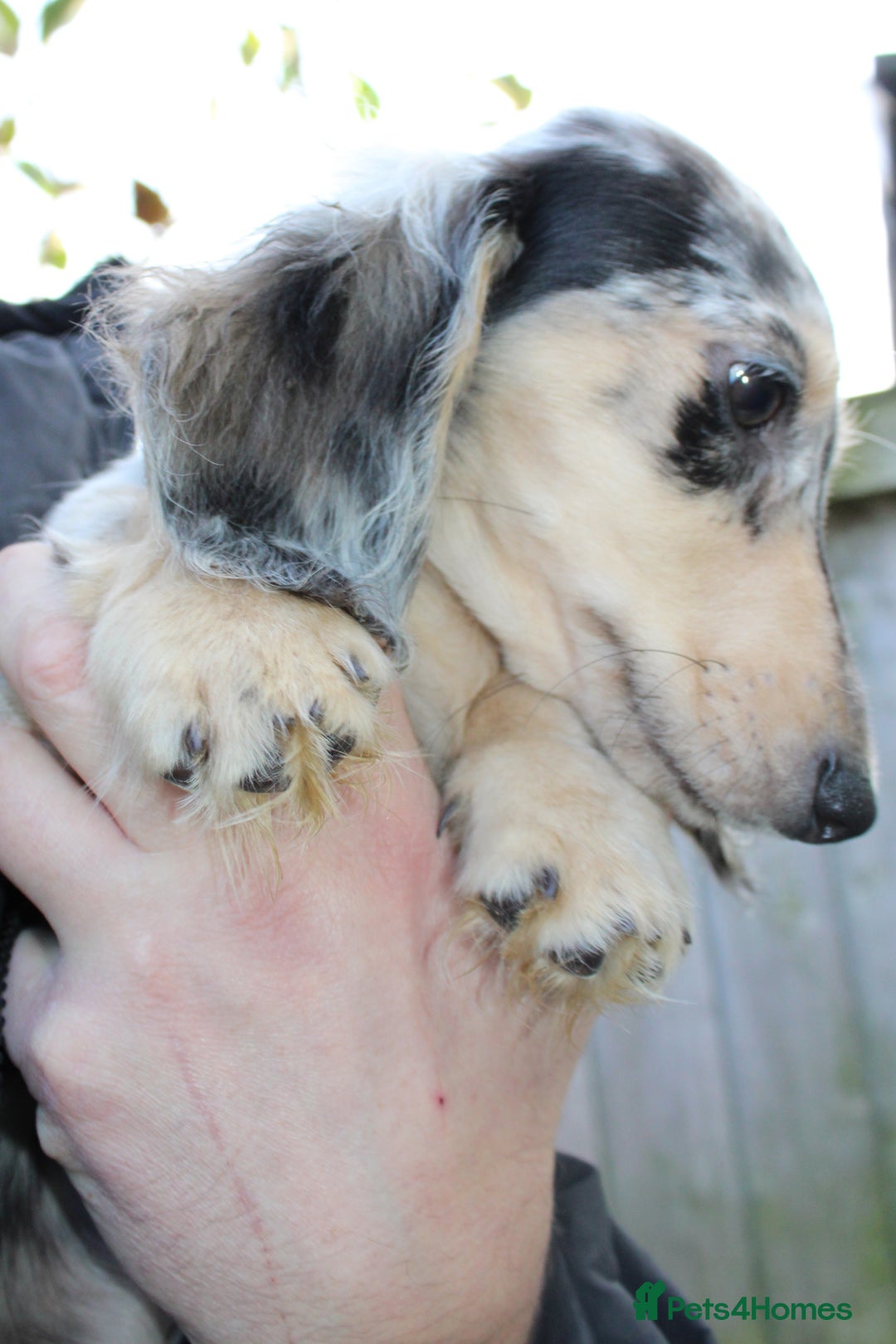 Miniature Dachshund dogs for sale: Long hair  - Advert 2