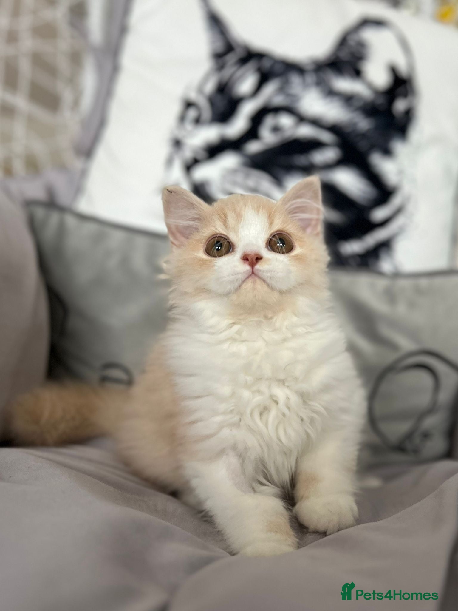 British Longhair cats Stunning baby doll BLH bicolour boy, ready now  - Advert 1