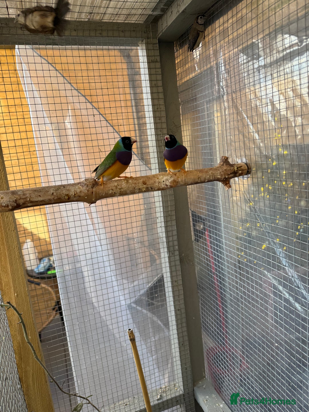 Finches birds for sale: 2 male guardians swap for parrot finches - Advert 11