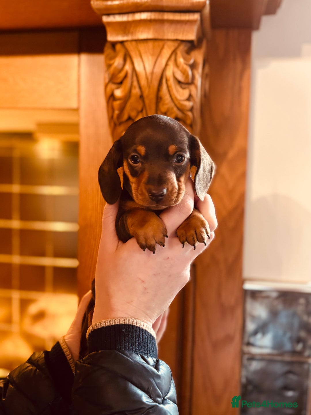 Miniature Dachshund dogs for sale: Stunning Smooth coat mini dashy girl available - Advert 5