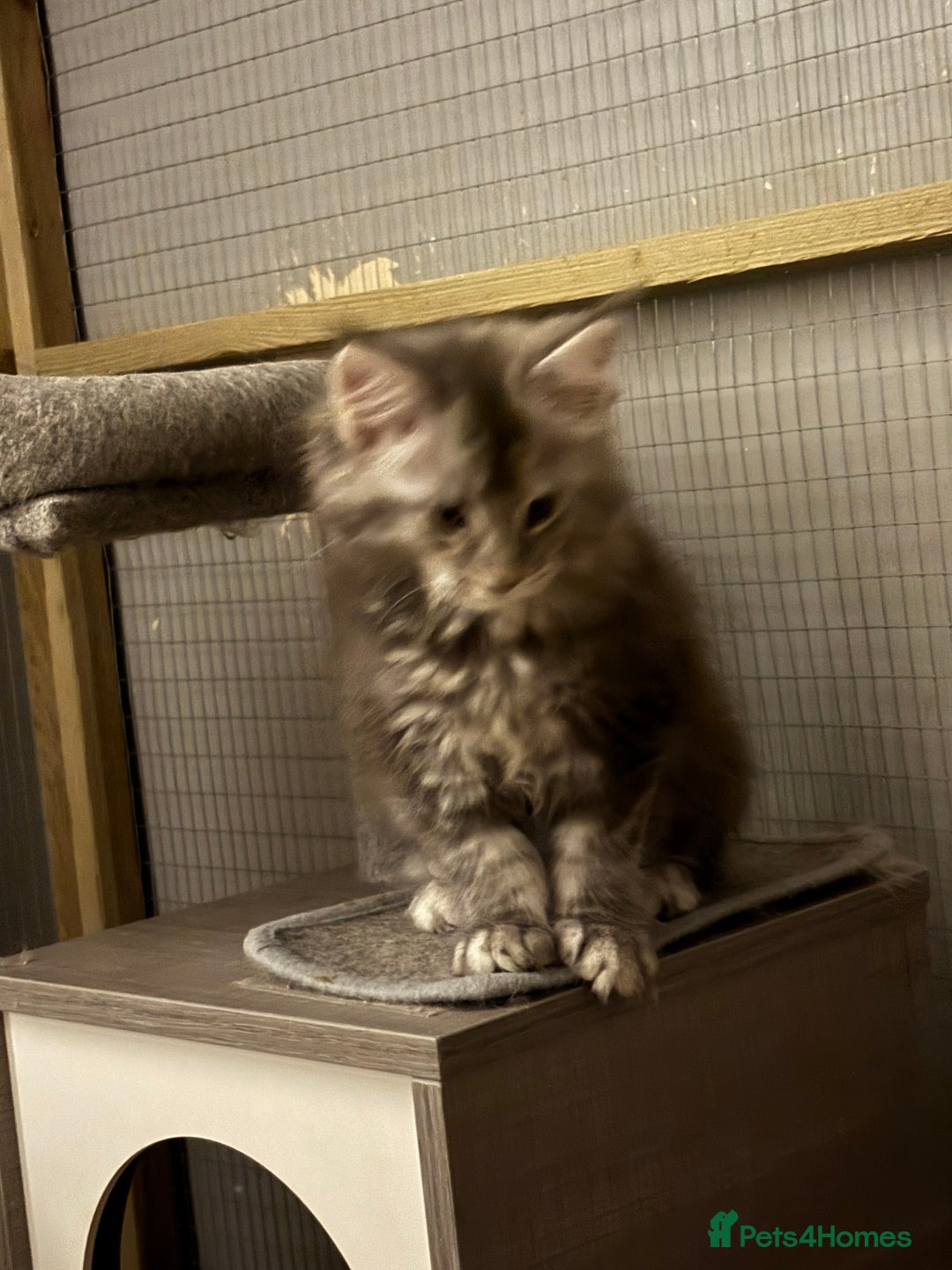 Maine Coon cats for sale: Maine coon kittens - Image 4