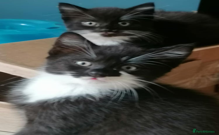 Mixed Breed cats - Advert 16