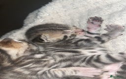 Bengal cats for sale: 2 bengal x Egyptian mau kittens  - Image 6