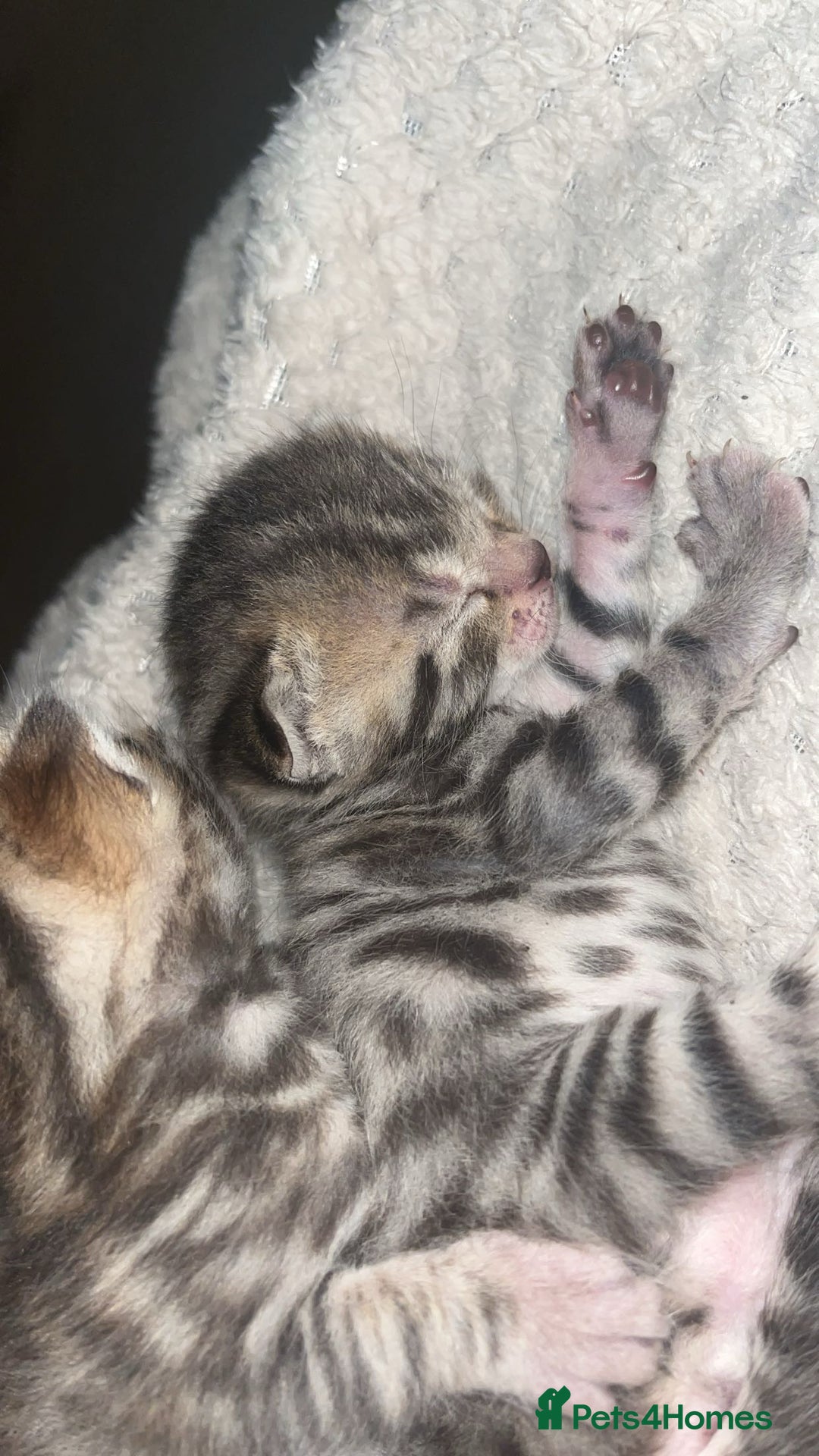 Bengal cats for sale: 2 bengal x Egyptian mau kittens  - Image 6