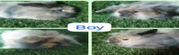 Lionhead rabbits for sale: Mini double fluffy lionhead baby rabbits - Advert 12
