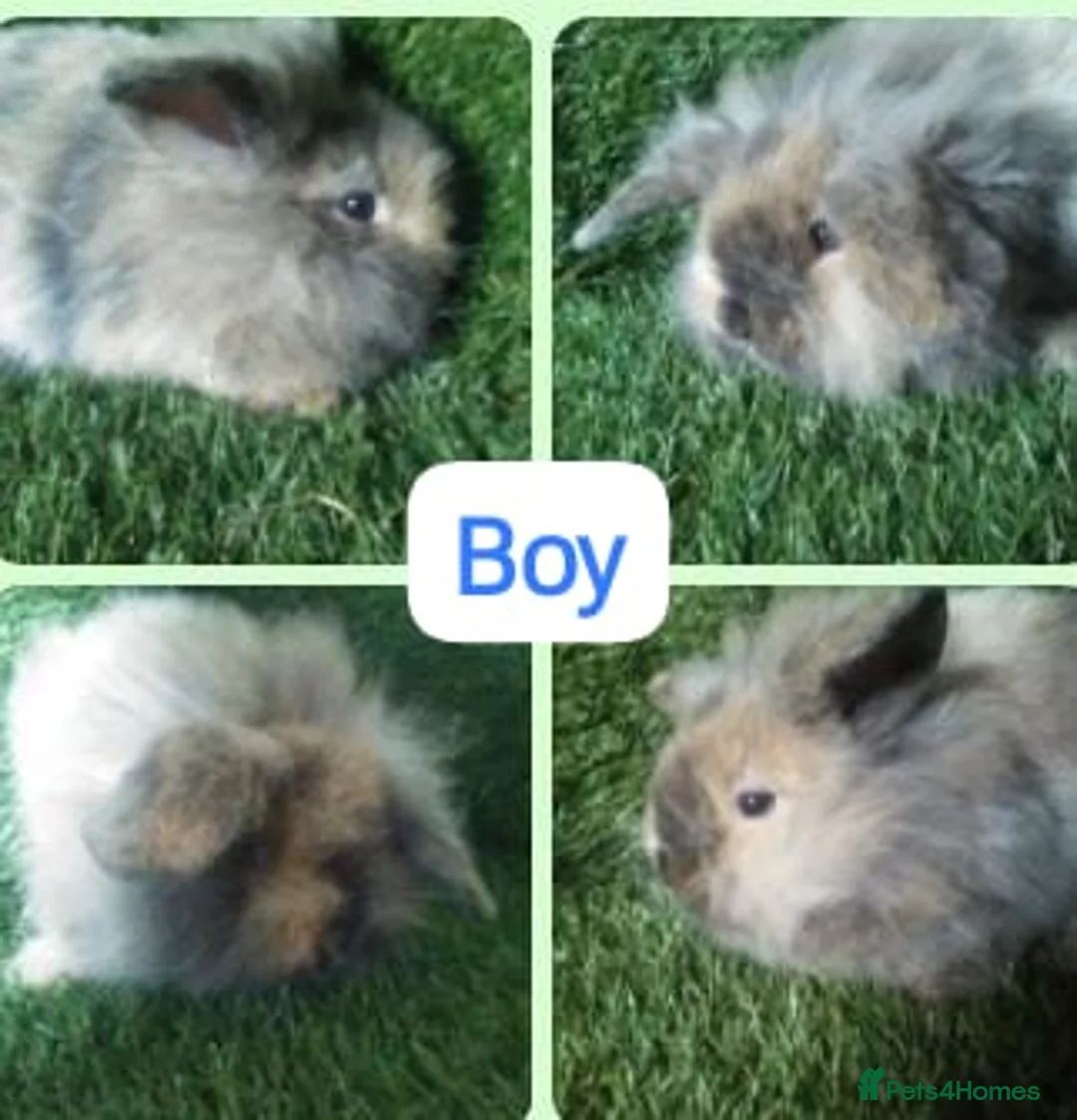 Lionhead rabbits for sale: Mini double fluffy lionhead baby rabbits - Advert 12