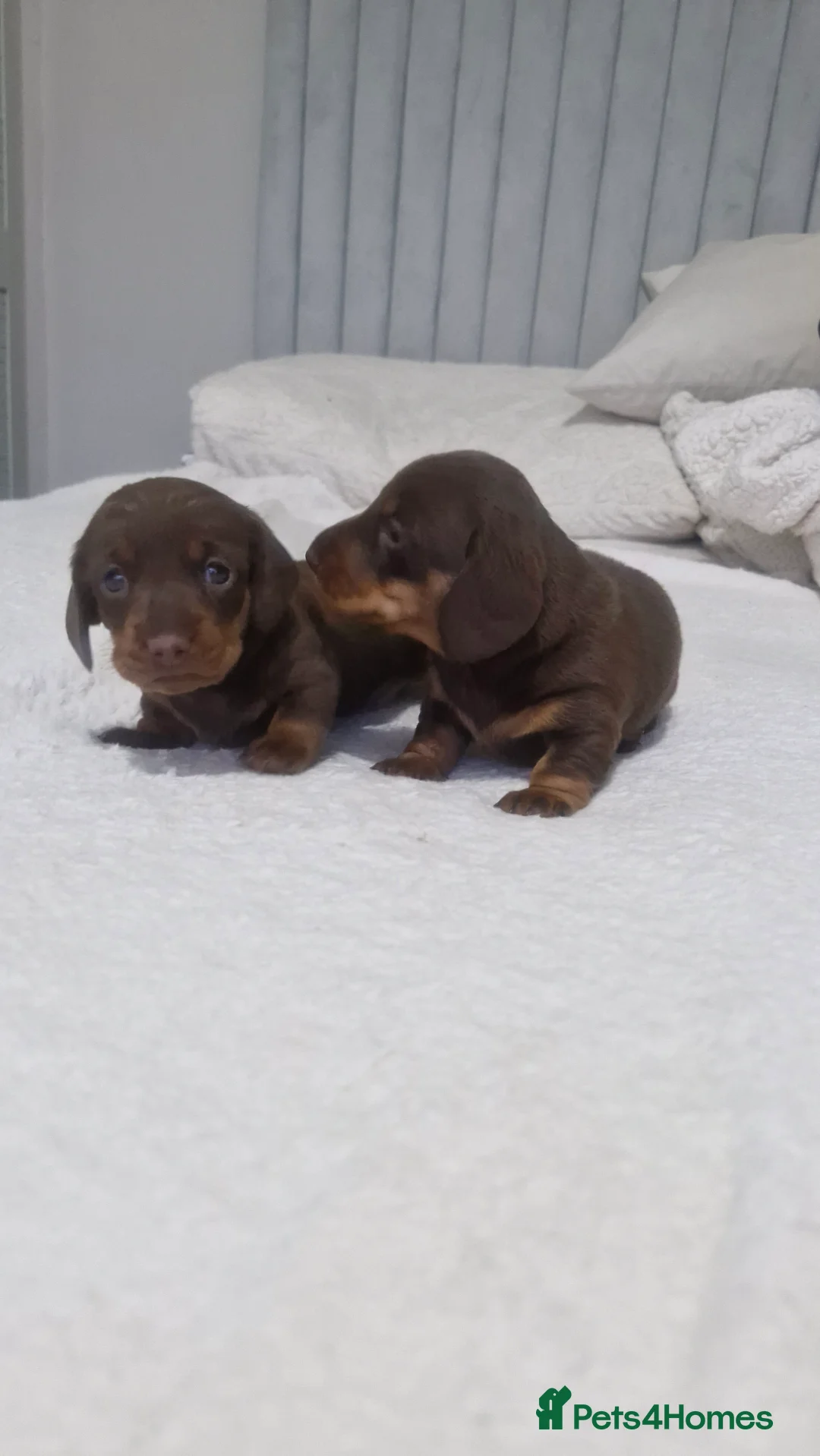 Miniature Dachshund dogs for sale: Minature dachshunds - Advert 9