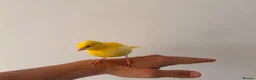 Canaries birds for sale: Adult and hand reared young canaries - Advert 6