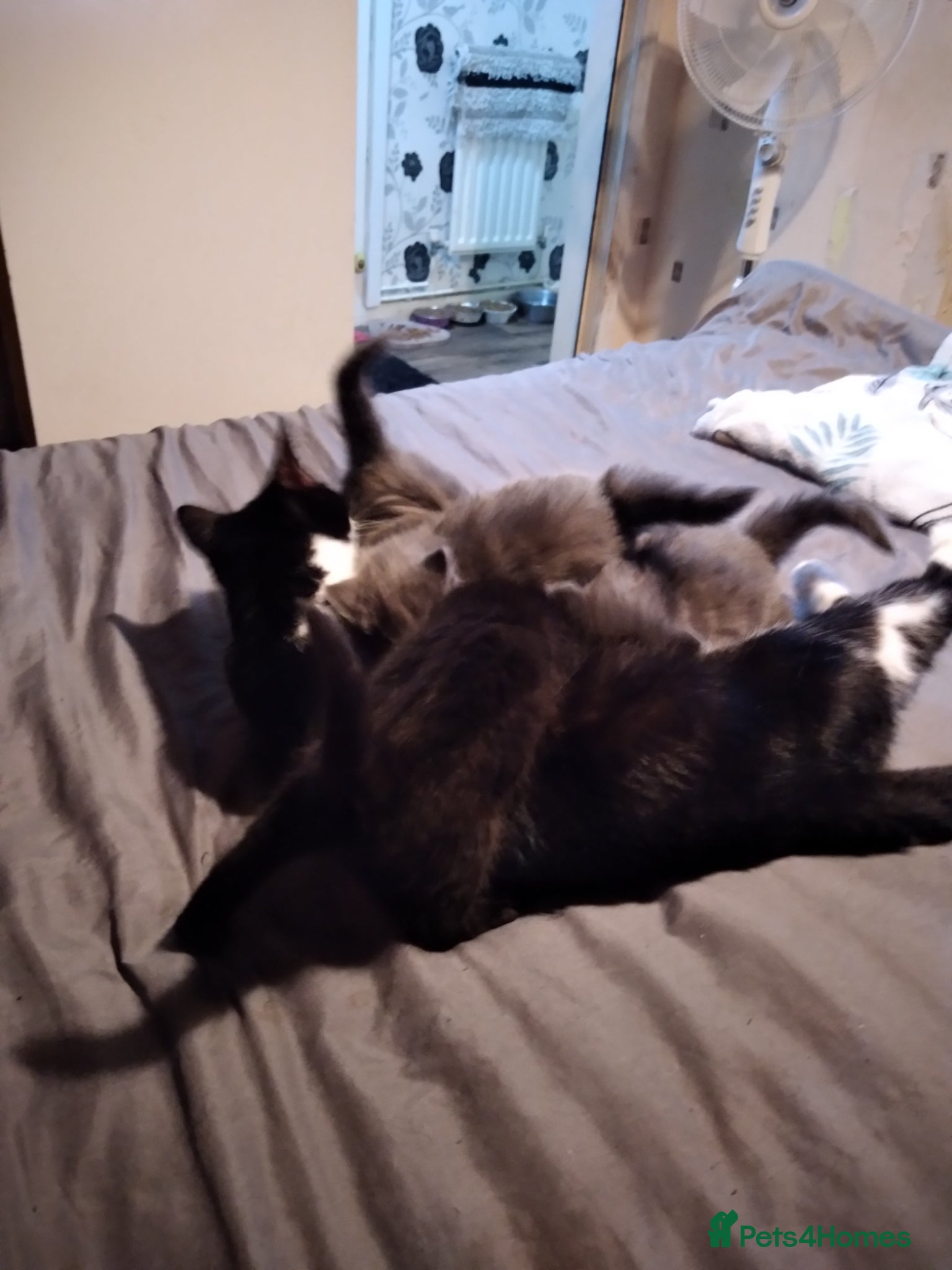 Mixed Breed cats Four male kittens - Advert 1
