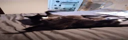 Mixed Breed cats for sale: Four male kittens - Advert 1