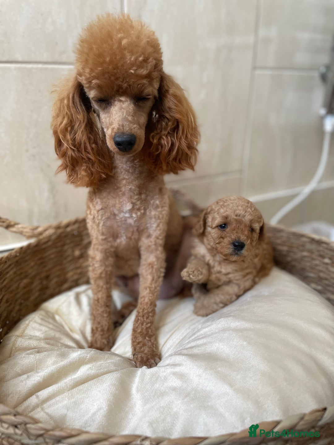Toy Poodle dogs for sale: 5*Ukrainian toy poodle 1 girl available  - Image 10