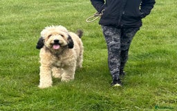 Bernedoodle dogs for sale: RED TRI BERNADOODLE GIRL - Image 7