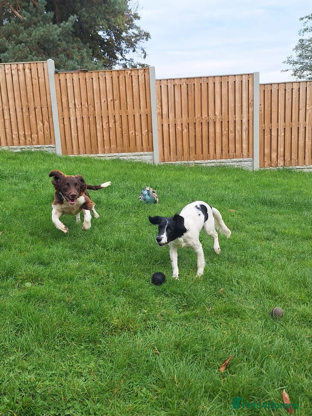 English Springer Spaniel dogs for sale: English Springer Spaniel Puppies - Advert 18