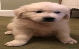 Golden Retriever dogs for sale: Chunky Golden Retriever pups with cream coats - Image 15