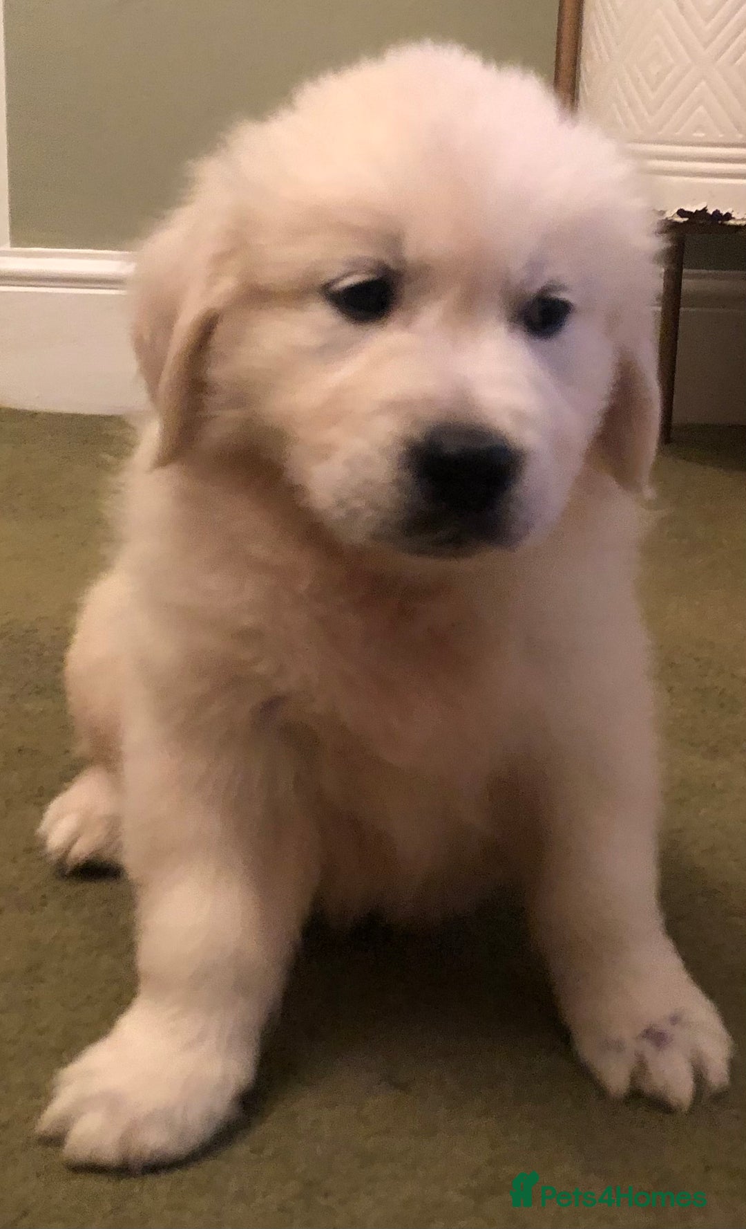 Golden Retriever dogs for sale: Chunky Golden Retriever pups with cream coats - Image 15