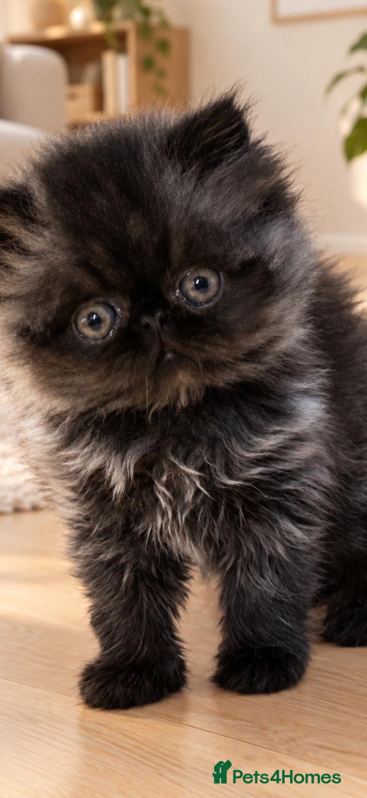 Persian cats Pedigree registered Persian kitten  - Advert 2