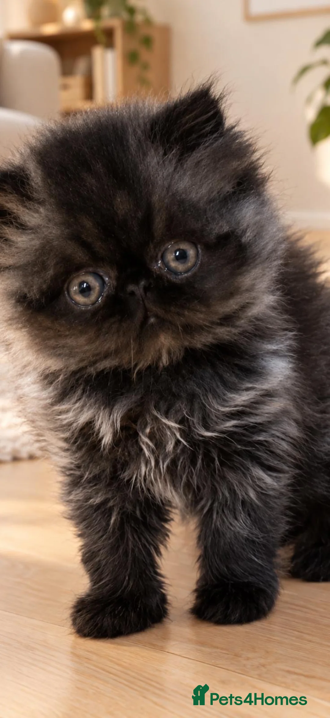 Persian cats for sale: Pedigree registered Persian kitten  - Advert 2