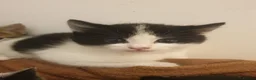 Mixed Breed cats for sale: Sweet Kittens Raised with Love and Children - Advert 17
