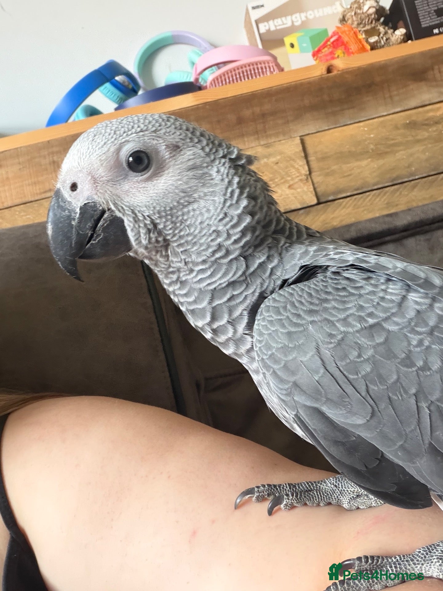 Parrots birds Dallas - Advert 4
