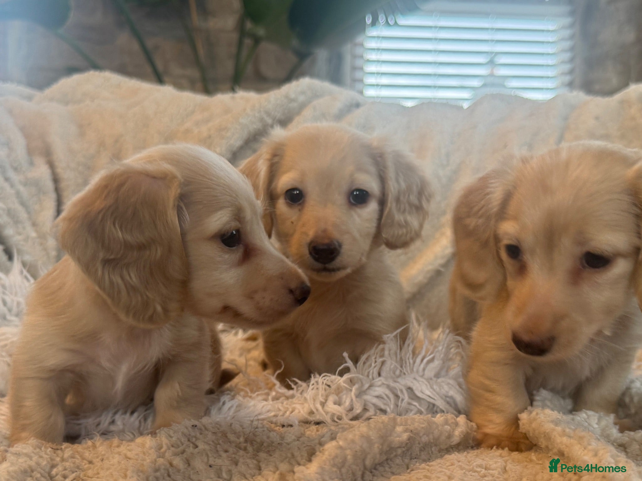 Miniature Dachshund dogs KC Longhaired Cream Miniature Dachshund Puppies - Advert 2
