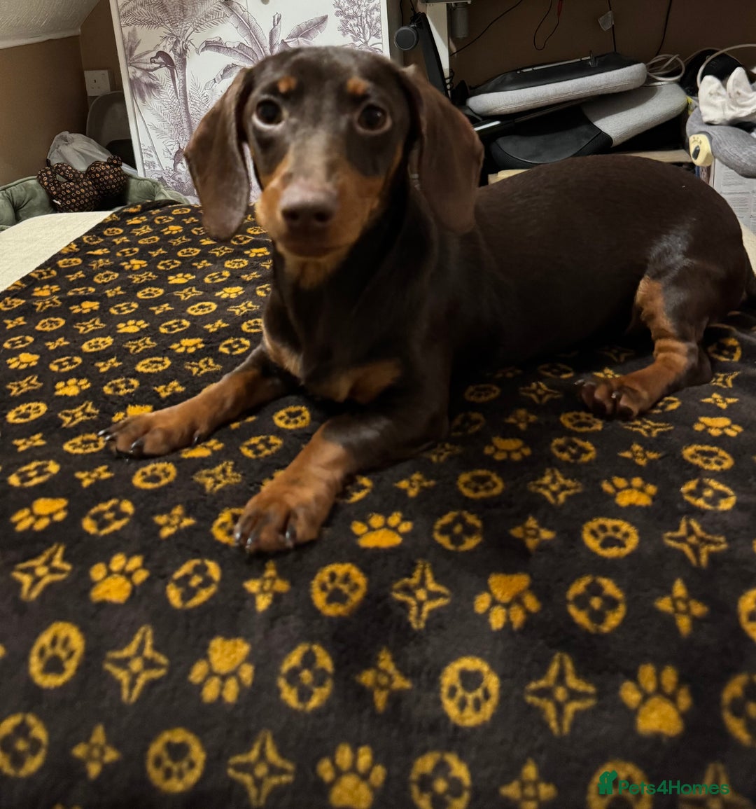 Dachshund dogs for sale: Female 6 month old Dachshund   - Advert 6
