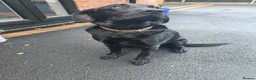 Labrador Retriever dogs for sale: Black labrador  in Bedworth - Advert 3