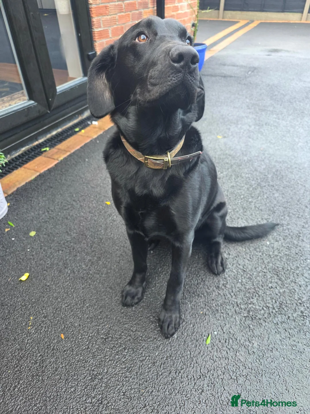 Labrador Retriever dogs for sale: Black labrador  in Bedworth - Advert 3