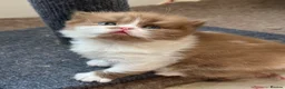 British Longhair cats for sale: ✨ Stunning TICA Reg British Longhair Kittens in Felixstowe - Advert 9