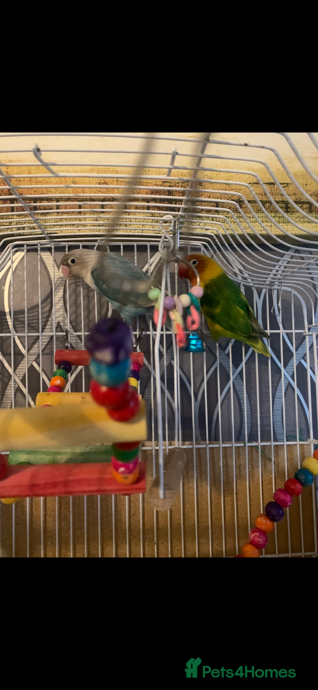 Lovebirds birds for sale: Two lovebirds with cage and accessories - Image 4