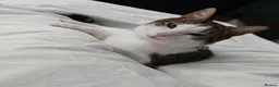 Domestic Shorthair cats for sale: Loving 8-Month Male Cat (Neutered/Vaccinated) - Advert 2
