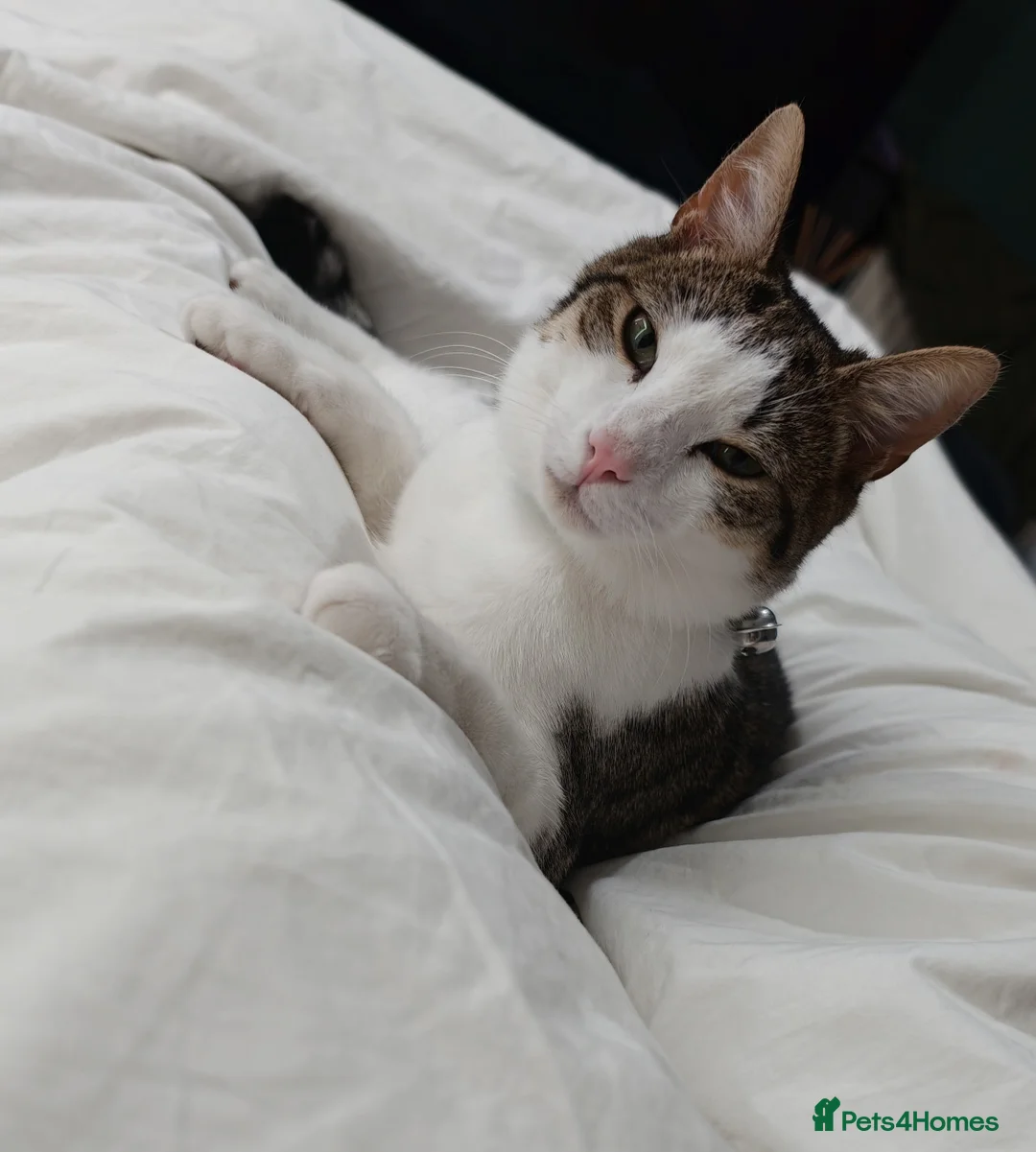 Domestic Shorthair cats for sale: Loving 8-Month Male Cat (Neutered/Vaccinated) - Advert 2