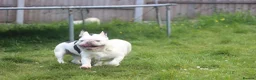 French Bulldog dogs for sale: X1 Platinum boy and x1 Black pied girl  - Advert 13