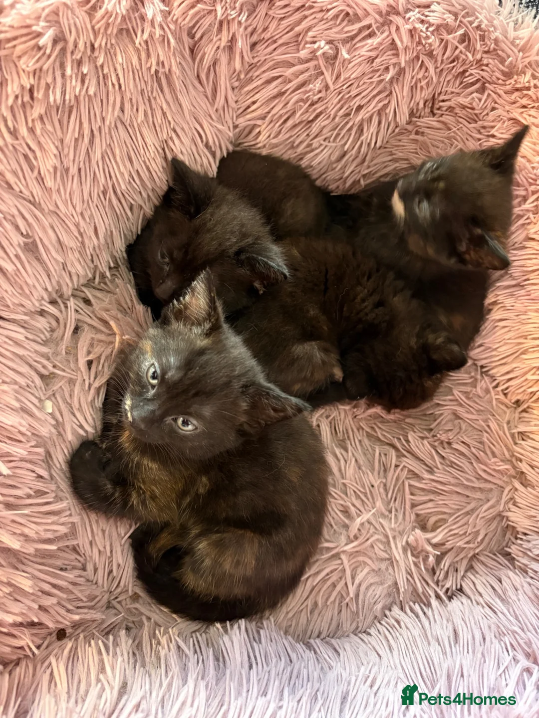 Mixed Breed cats for sale: Kittens in Ashford - Advert 4
