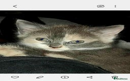 Mixed Breed cats for sale: Mixed breed kittens  - Image 3