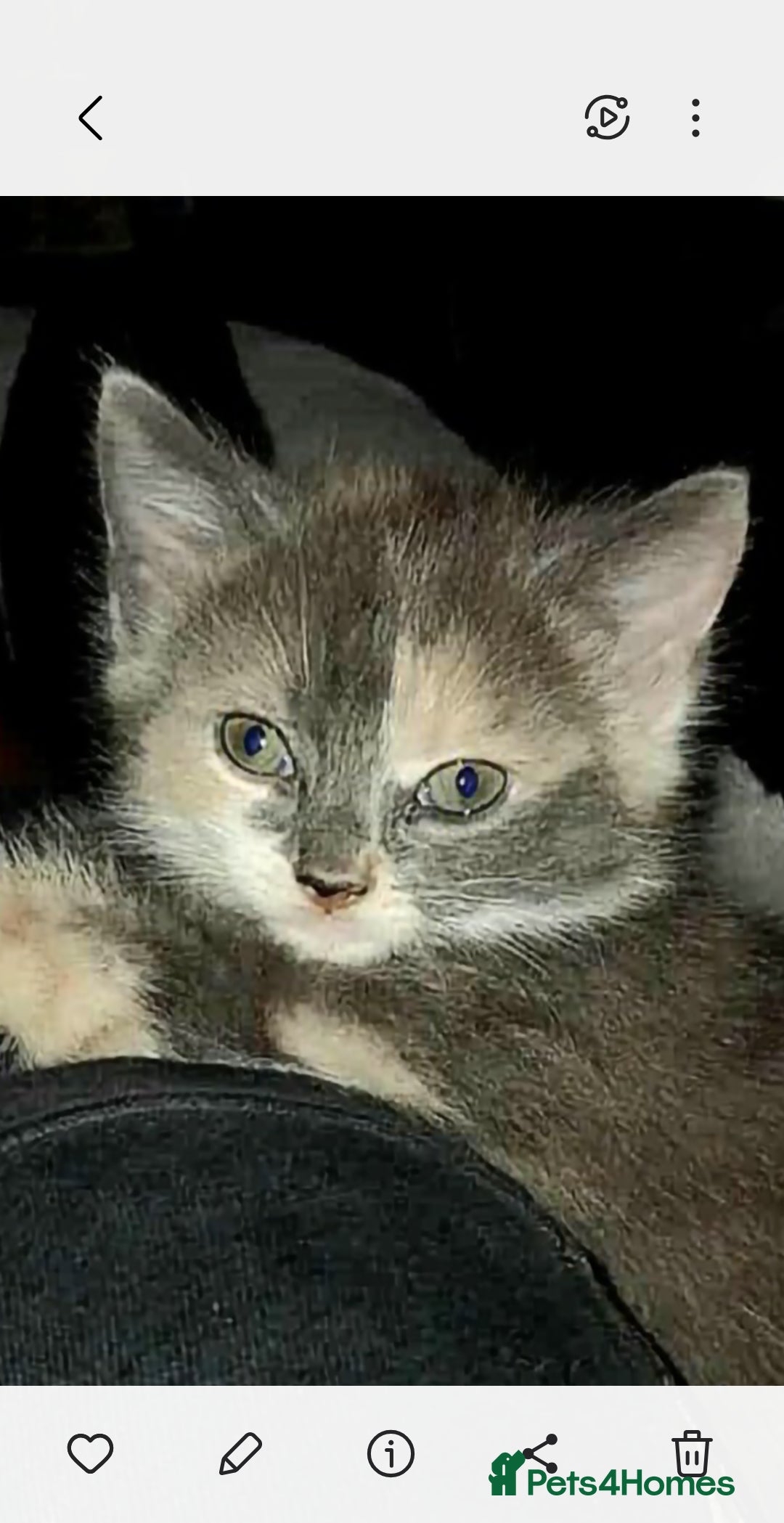 Mixed Breed cats for sale: Mixed breed kittens  - Image 3