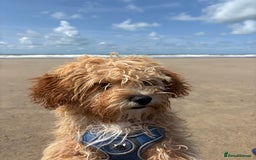 Cavapoo dogs for sale: 8 month old Cavapoo F1 - Image 6