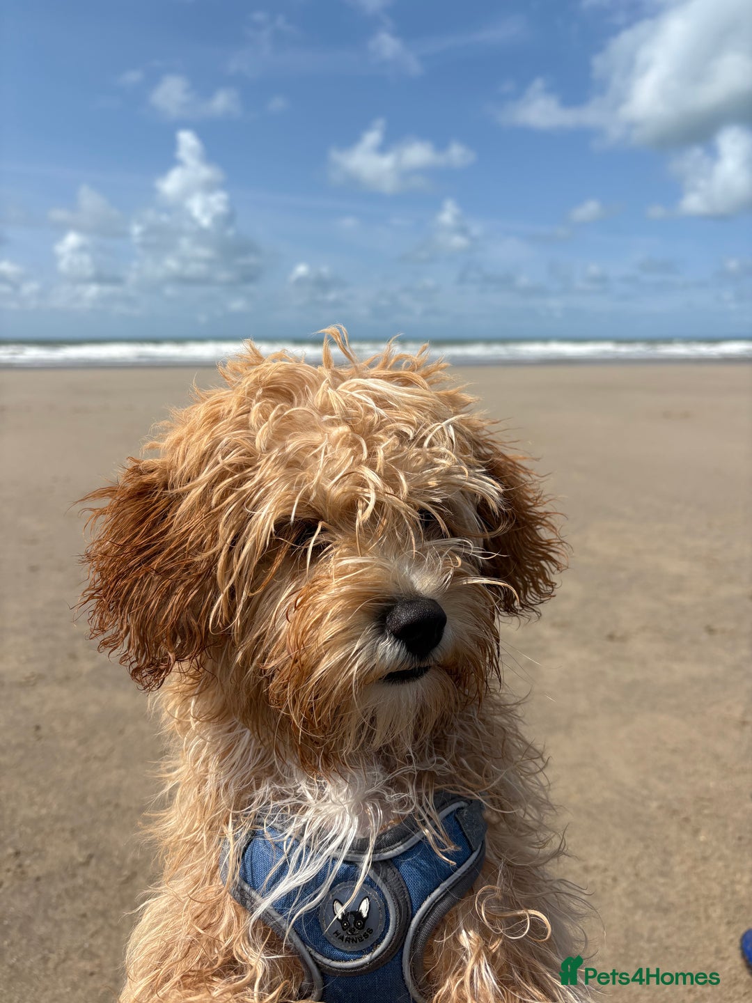 Cavapoo dogs for sale: 8 month old Cavapoo F1 - Image 6