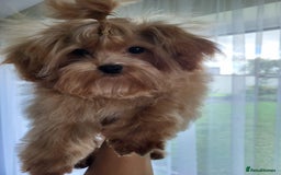 Maltipoo dogs for sale: Maltipoo puppys looking for loving home - Image 1