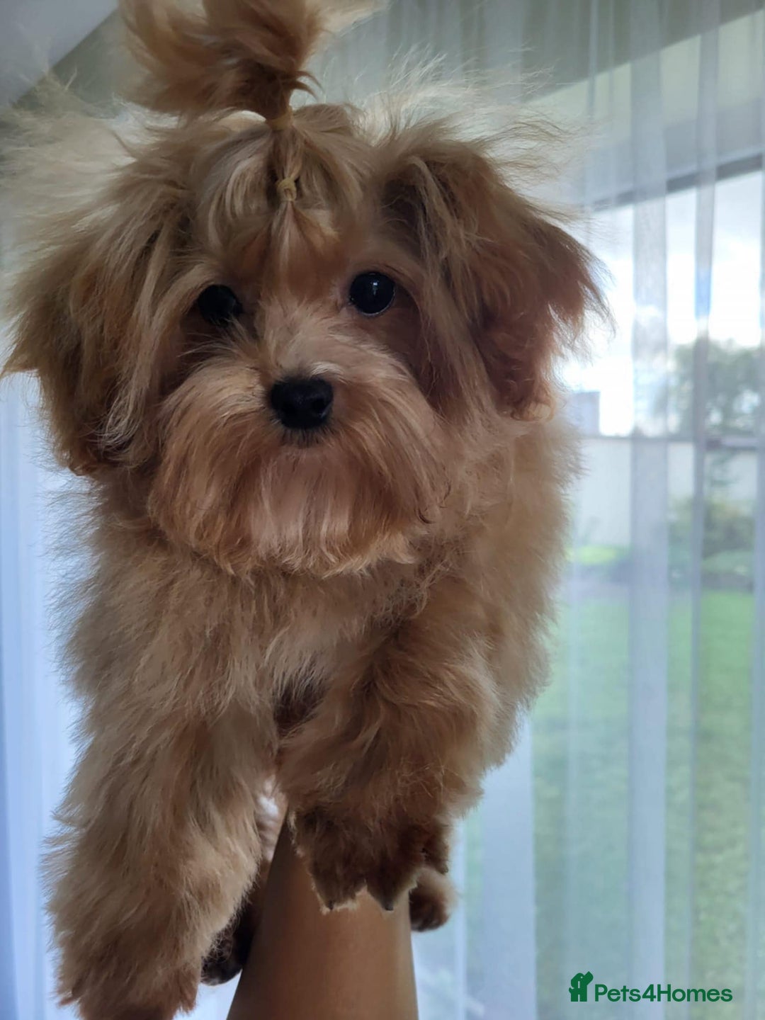 Maltipoo dogs for sale: Maltipoo puppys looking for loving home - Image 1
