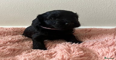 Cockapoo dogs 🖤BEAUTIFUL COCKAPOO FOR SALE🖤 - Advert 7