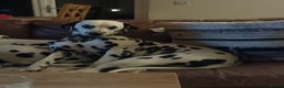 Dalmatian dogs for sale: Ready now - Champion Boys in the making!! - Advert 16
