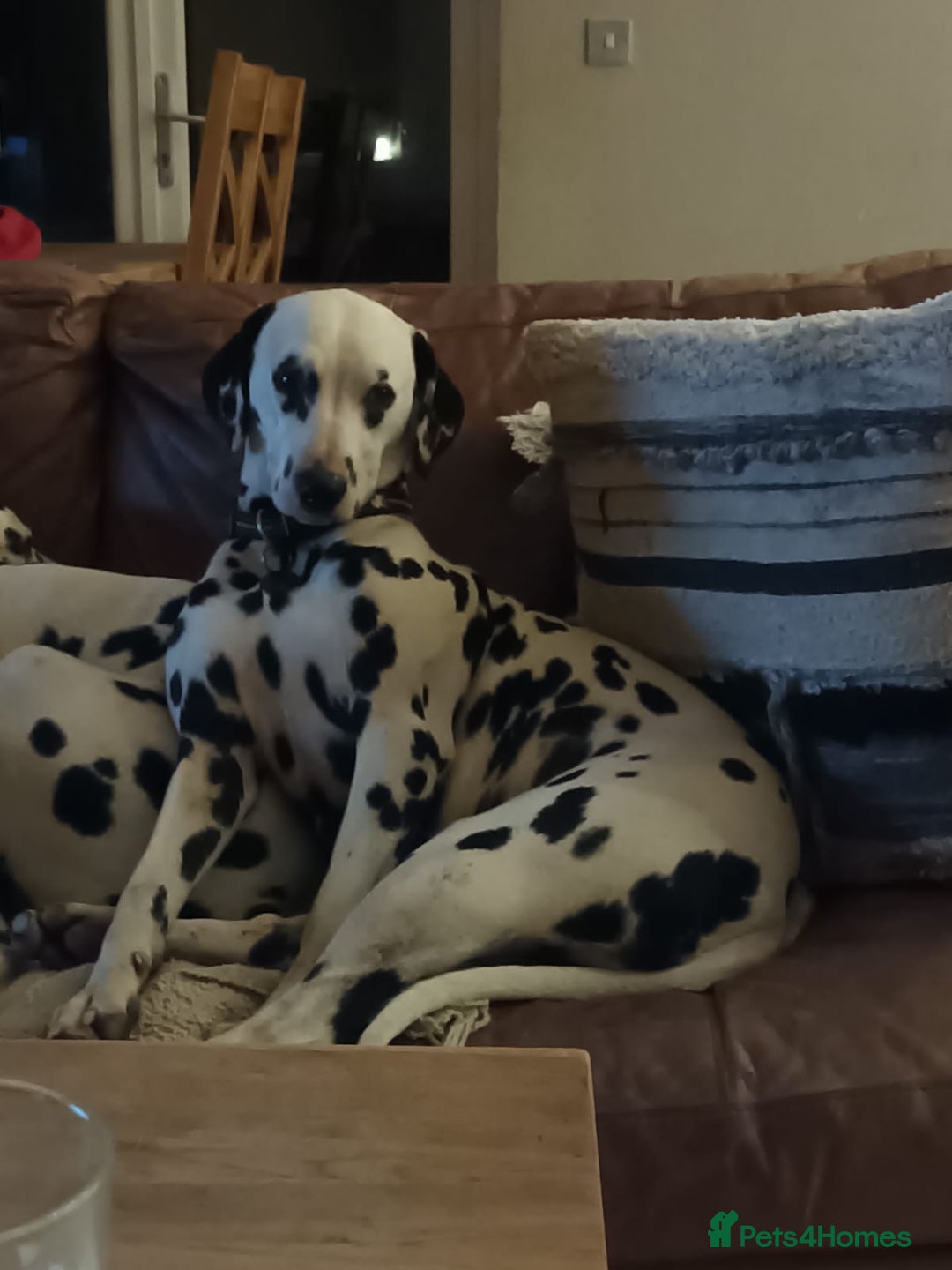 Dalmatian dogs for sale: Ready now - Champion Boys in the making!! - Advert 16