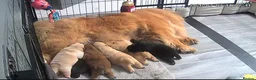 Chow Chow dogs for stud: Blaze 🔥 Cream Chow Chow Stud - Advert 4