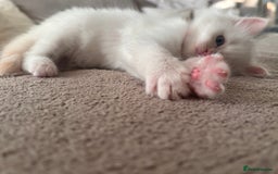 Ragdoll cats for sale: Ragdoll Kittens  - Image 27