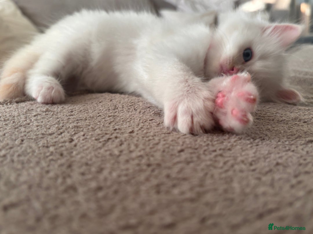 Ragdoll cats for sale: Ragdoll Kittens  - Image 27