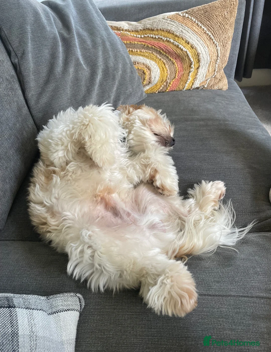 Biewer Terrier dogs for stud: Gold dust biewer for stud (health tested) in Weymouth - Advert 8