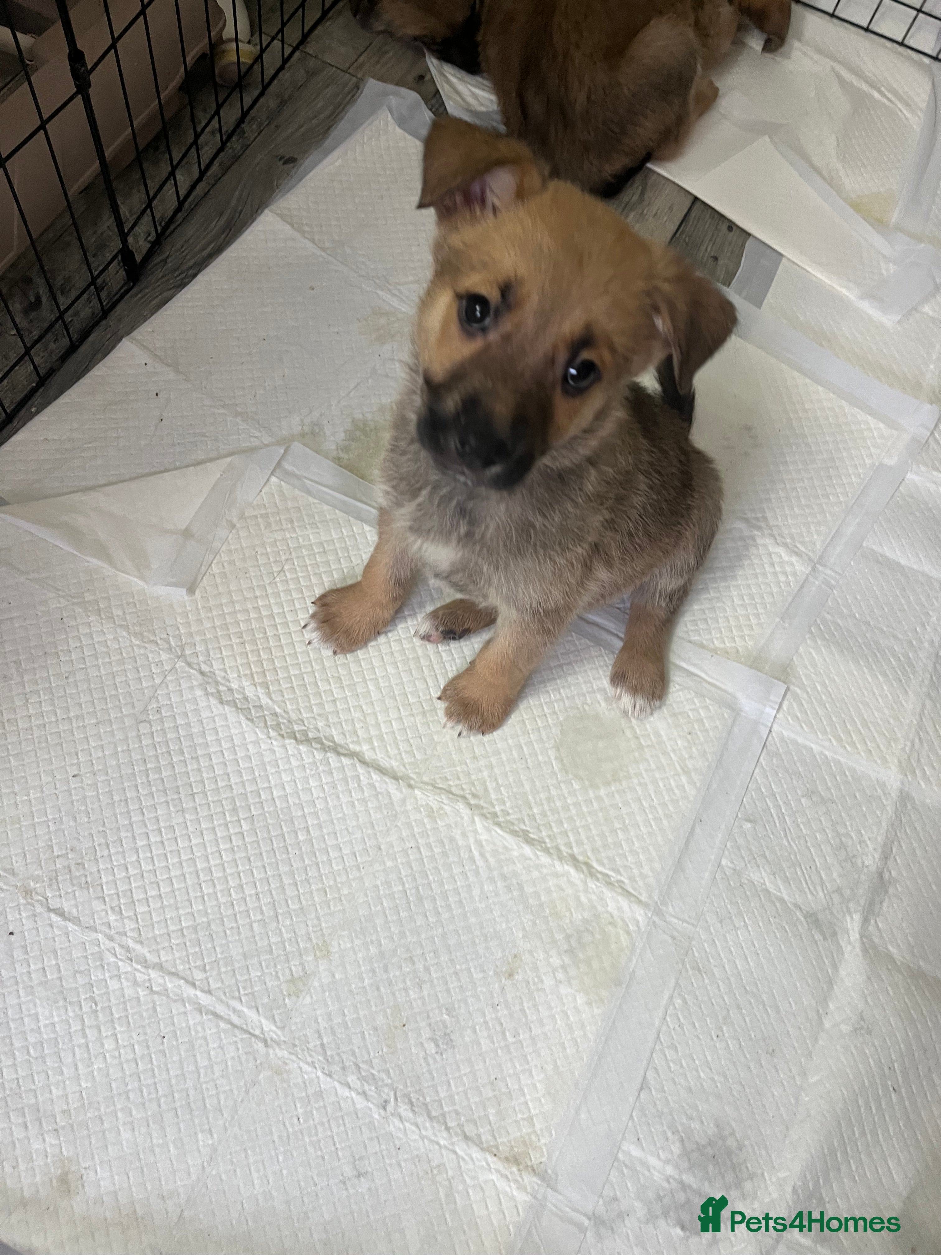 Mixed Breed dogs 4 belgian malinois mix cross German shepherd  - Advert 3