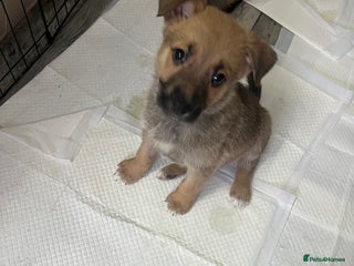 Mixed Breed dogs 4 belgian malinois mix cross German shepherd - Advert 3