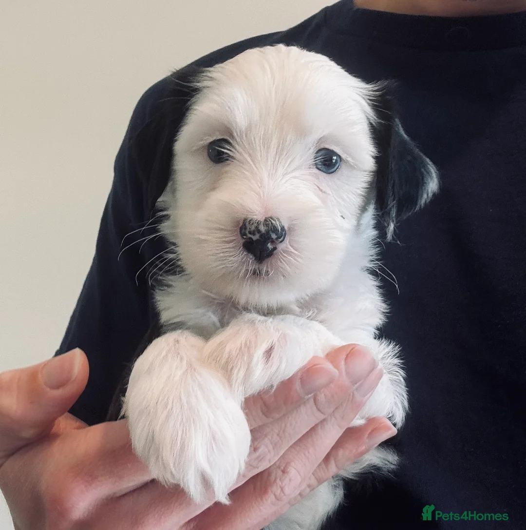 Tibetan Terrier dogs for sale: KC reg Tibetan terrier puppies  - Advert 2